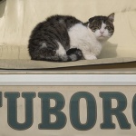 animals___Vice___Baska, Croatia.