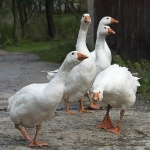 animals___Walkingheads___Vera, Croatia.