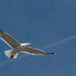 animals___Wing___Rab, Croatia.