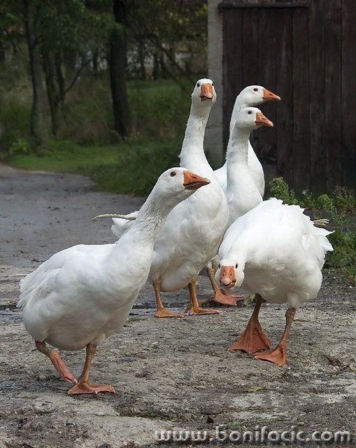 animals___Walkingheads___Vera, Croatia.