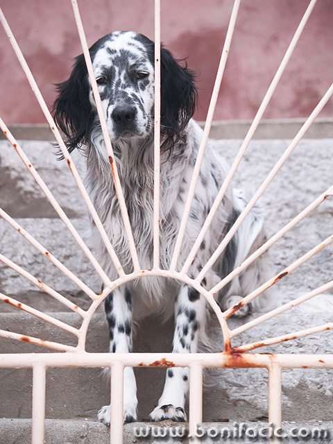 animals___Watching Sunset___Baska, Croatia.