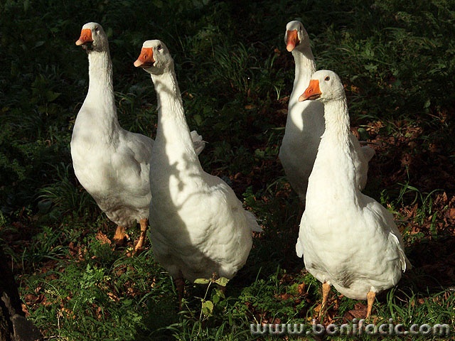 animals___Witnesses___Vera, Croatia.