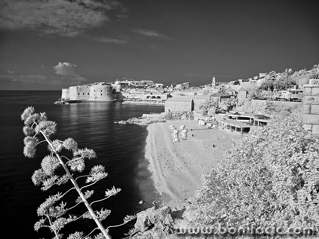 bw___Agava Flower___Dubrovnik, Crtoatia.