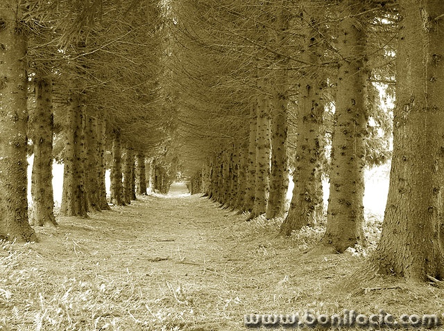 bw___Arborescent Tunnel___Ogulin, Croatia.