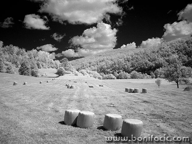 bw___Bales___Ljubosina, Croatia.