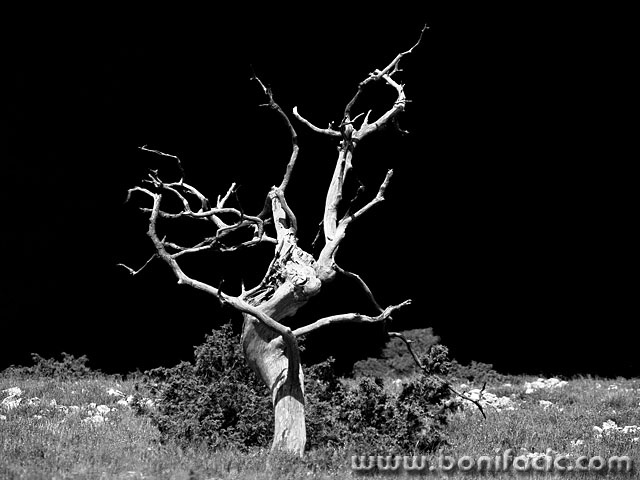 bw___Beardless___Predoscica, Croatia.