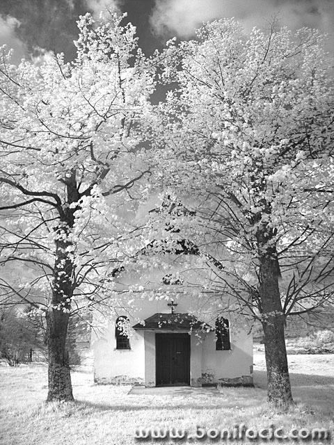 bw___Behind Trees___Dedin, Croatia.