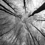 bw___Branches___National Park Risnjak, Croatia.