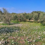 sadinaulikerozice10mal