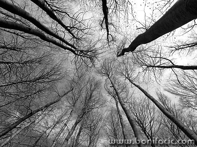 bw___Branches___National Park Risnjak, Croatia.
