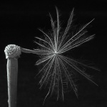 bw___Broken Umbrella___