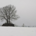 bw___Bunker Tree___Ostarije, Croatia.