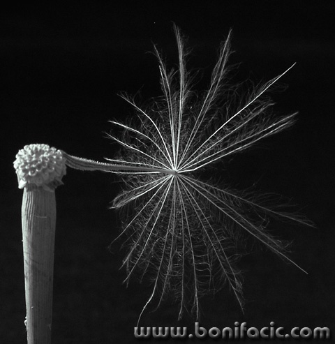 bw___Broken Umbrella___