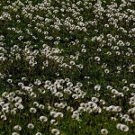 josipdollagermaslacci1mal