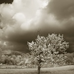 bw___Cherry___Kampelje, Croatia.