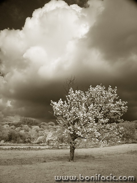bw___Cherry___Kampelje, Croatia.