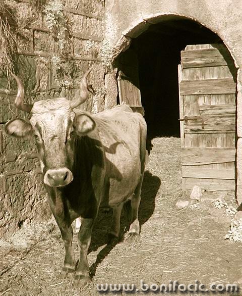 bw___Countryboy___Malinska, Croatia.