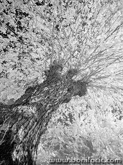 bw___Crown___Kapovci, Croatia.