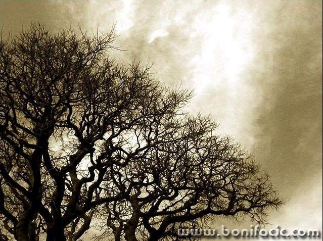 bw___Curly___Vrbnik, Croatia.