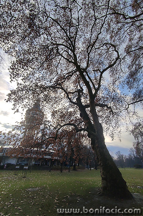 buda115mal