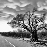 misusajnicabuhtle1mal