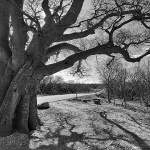 pokrivamisusajnicabw2mal