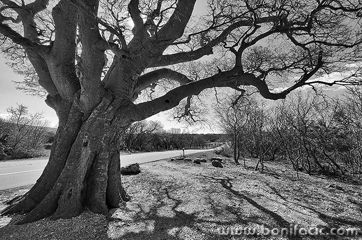 pokrivamisusajnicabw2mal