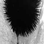 bw___Erotic___Stara Baska, Croatia.