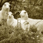 bw___Family Portrait___