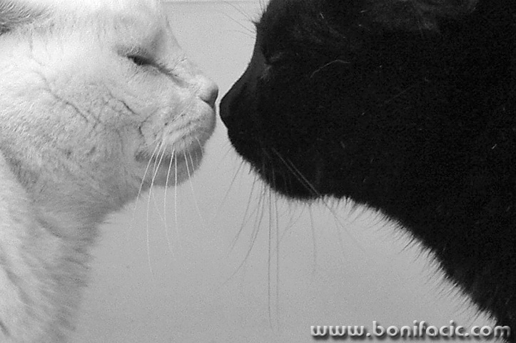 kissmal