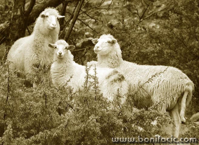 bw___Family Portrait___