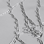 bw___Foil___Lika, Croatia.