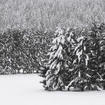 bw___Forest___Ogulin, Croatia.