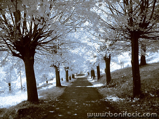 bw___Foliage___Modrus, Croatia.