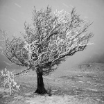bw___Frozen Tree___Mrzla Vodica, Croatia.