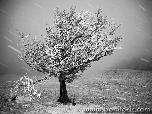 bw___Frozen Tree___Mrzla Vodica, Croatia.
