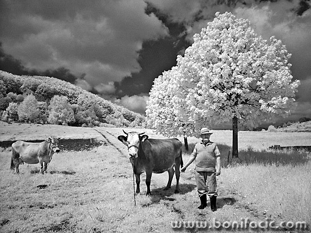 bw___Herd___Dreznica, Croatia.