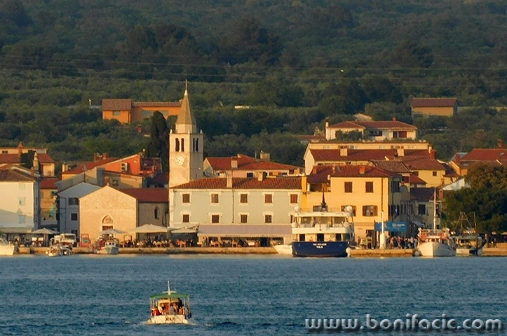 fazana52mal