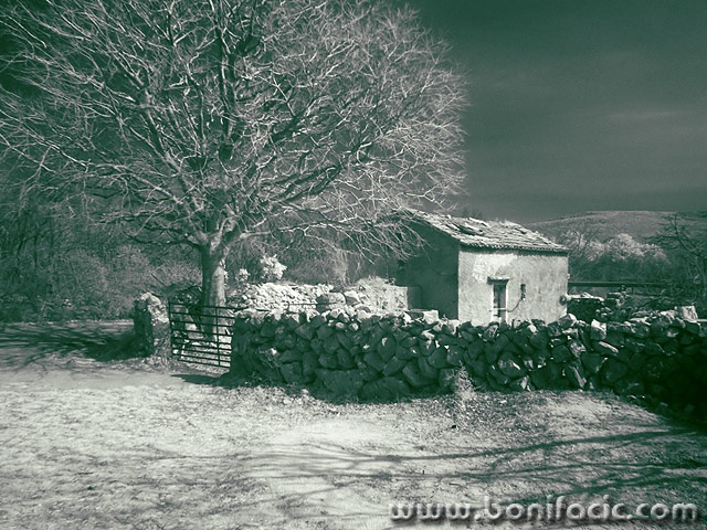 bw___House By The Tree___Kampelje, Croatia.