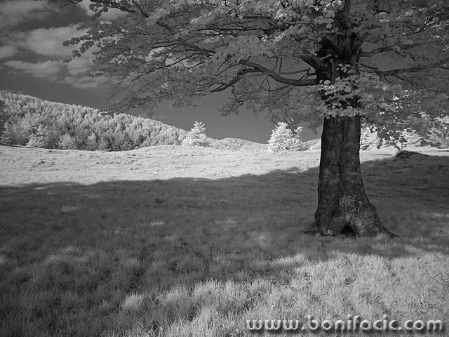 bw___In Shade___Mrzla Vodica, Croatia.