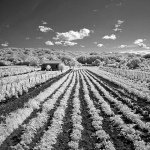 bw___Kimp___Krk, Croatia.