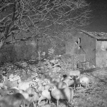 bw___Lair___Kampelje, Croatia.