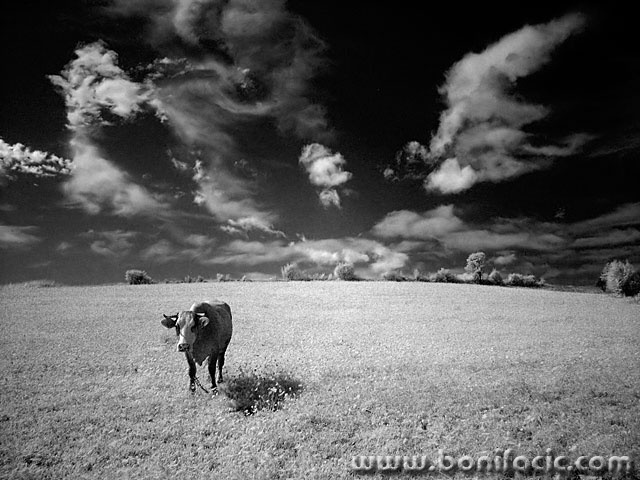 bw___La Muuuu___Zuta Lokva, Croatia.