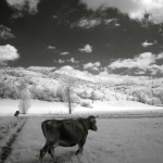 bw___Milky Production___Zuta Lokva, Croatia.