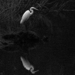 bw___Narcis___Mrzla Vodica, Croatia.