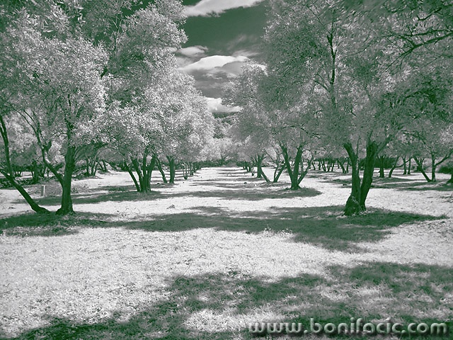 bw___Olive Trees___Punat, Croatia.