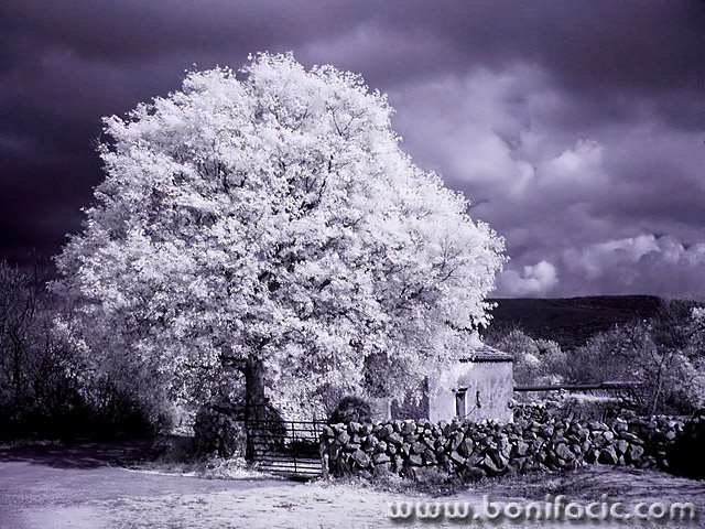 bw___One Tree House___Kampelje, Croatia.