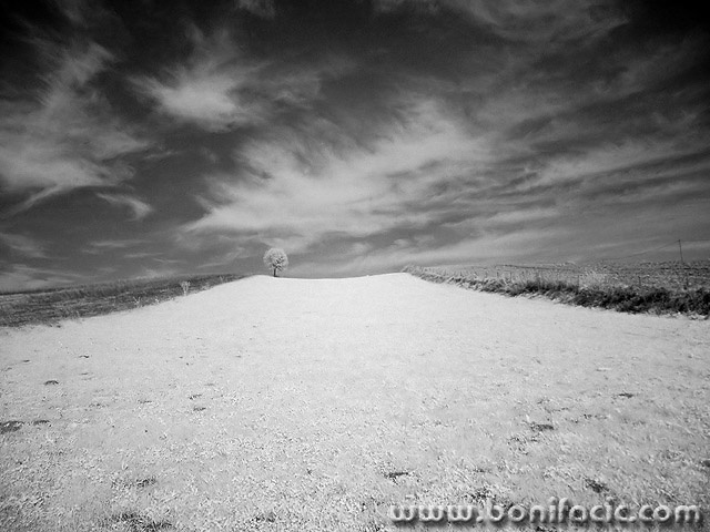 bw___Only One Tree___Kordun, Croatia.