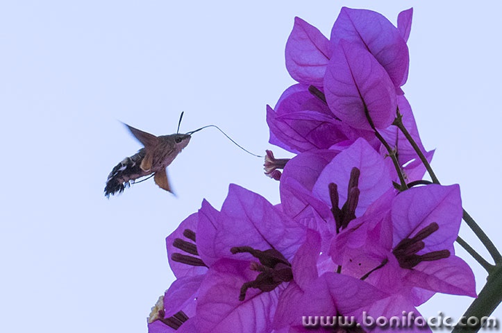 bugbug15mal