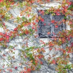 brsljanponestrapn1mal